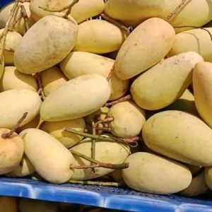 সুইট কাঠি মন 10 কেজি 1400 টাকা